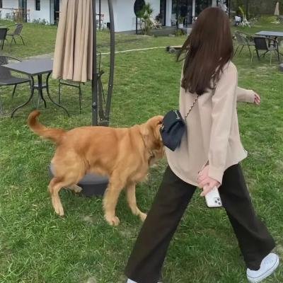 了不起的甄高贵